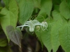 Epimedium grandiflorum sub-sp.koreanum