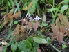 Epimedium sp.No.8 from Jianxi from Cotswold Garden Flowers, probably E. leptorrhizum