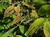Epimedium Species from Chen Yi like a robust E. sagittatum