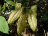 Epimedium Species Nova From Yunnan - new leaves