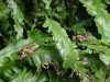 Asplenium scolopendrium Ferns in Amphibian House with Pool Frogs