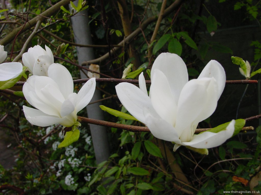 Magnolia cylindrica ('Pegasus'?) deceased