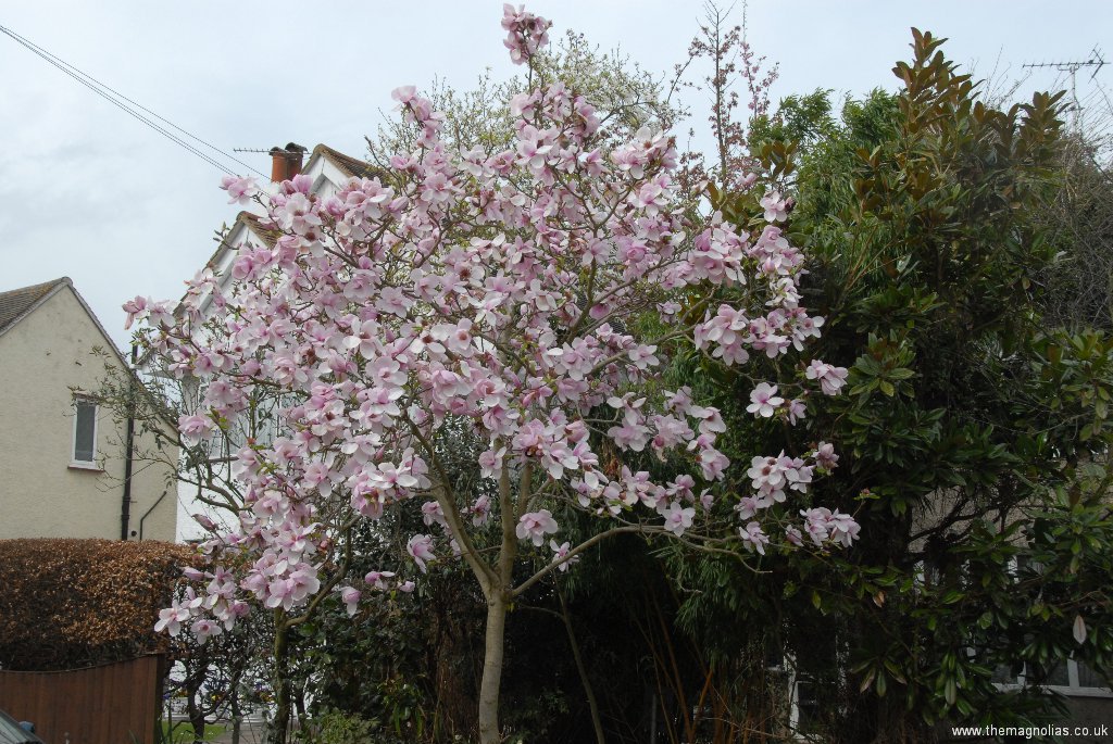 Magnolia \'Iiolanthe\' on grass verge