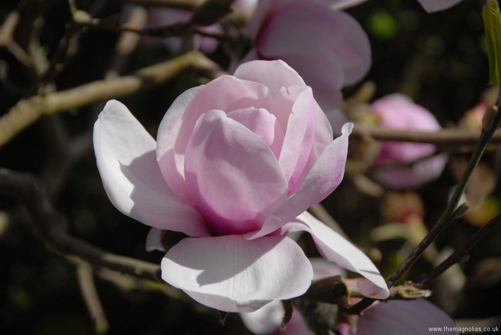 Magnolia \'Iolanthe\'