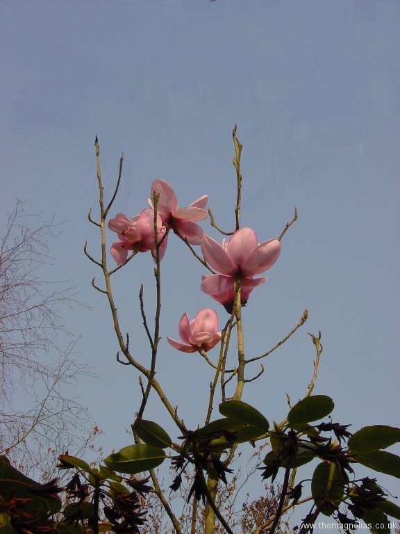 Magnolia mollicomata seedling first ever flowers
