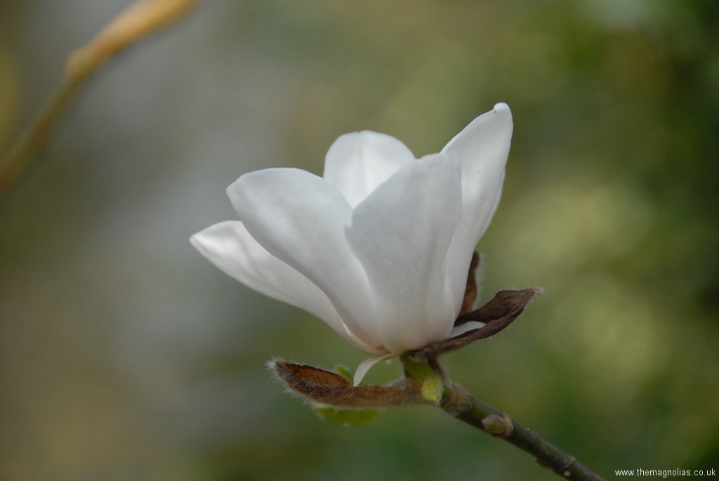 Magnolia \'Norman Gould\'