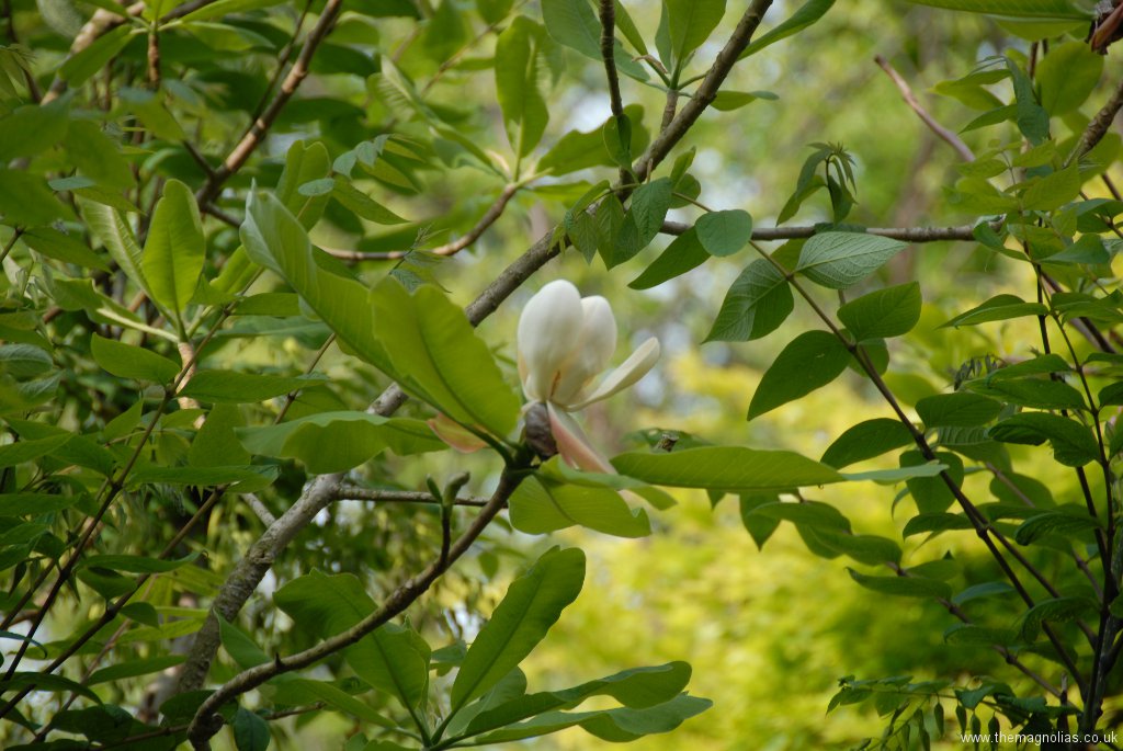 Magnolia oficianalis biloba