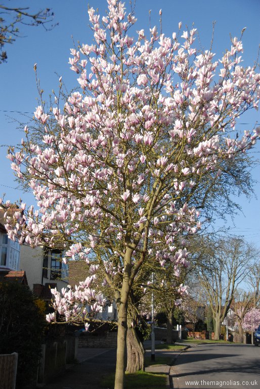 Magnolia \'Peppermint Stick\'. Planted by us across the road.