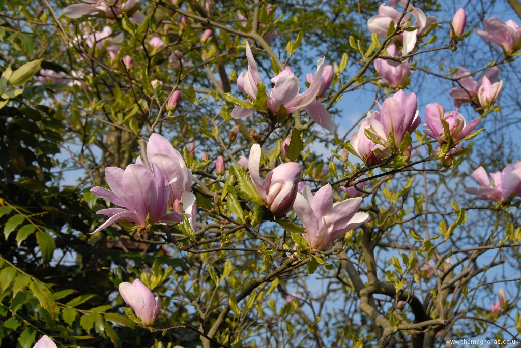 Magnolia \'Pinkie\'