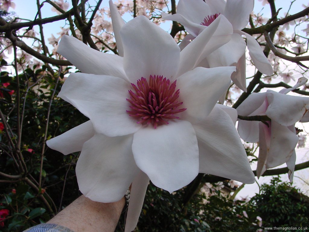 Magnolia sargentiana robusta 'Pale Form' close up