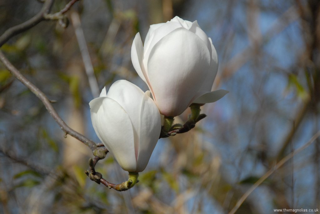 Magnolia \'Sayonara\'