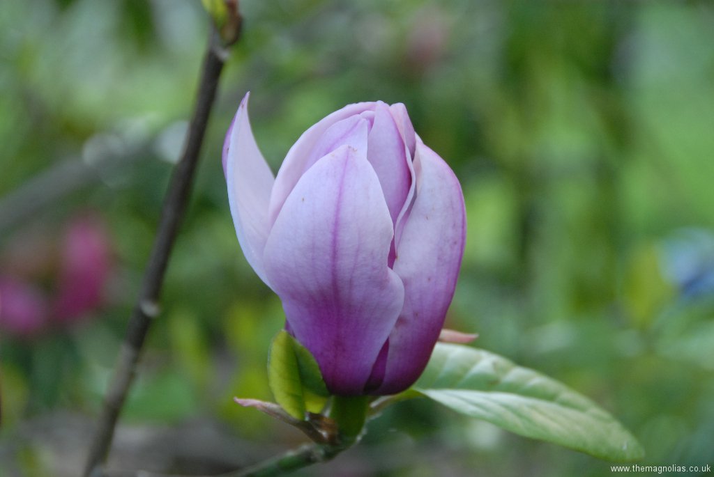 Magnolia \'Serene\'