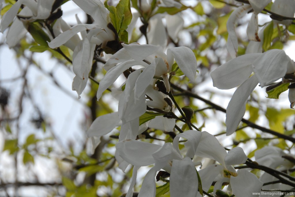 Magnolia x loebneri 'Wadas Memory'