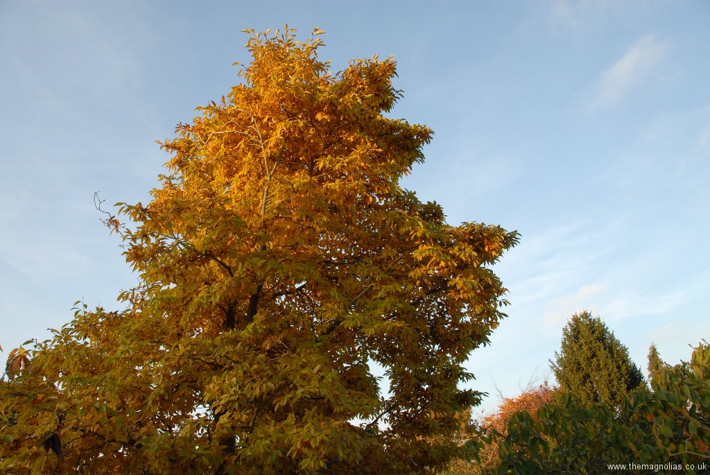 Magnolia x proctoriana - autumn colour