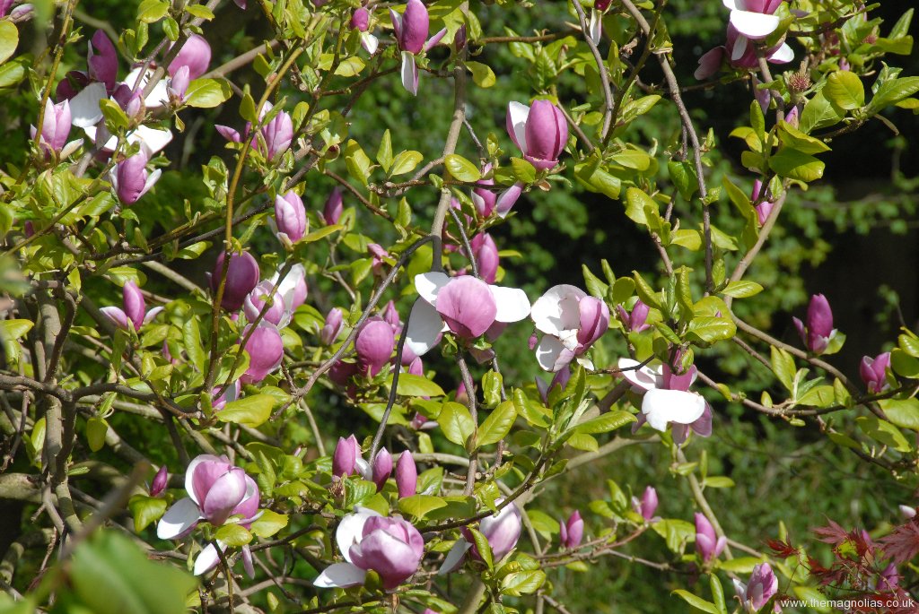 Magnolia x soulangeana 'Lenei'