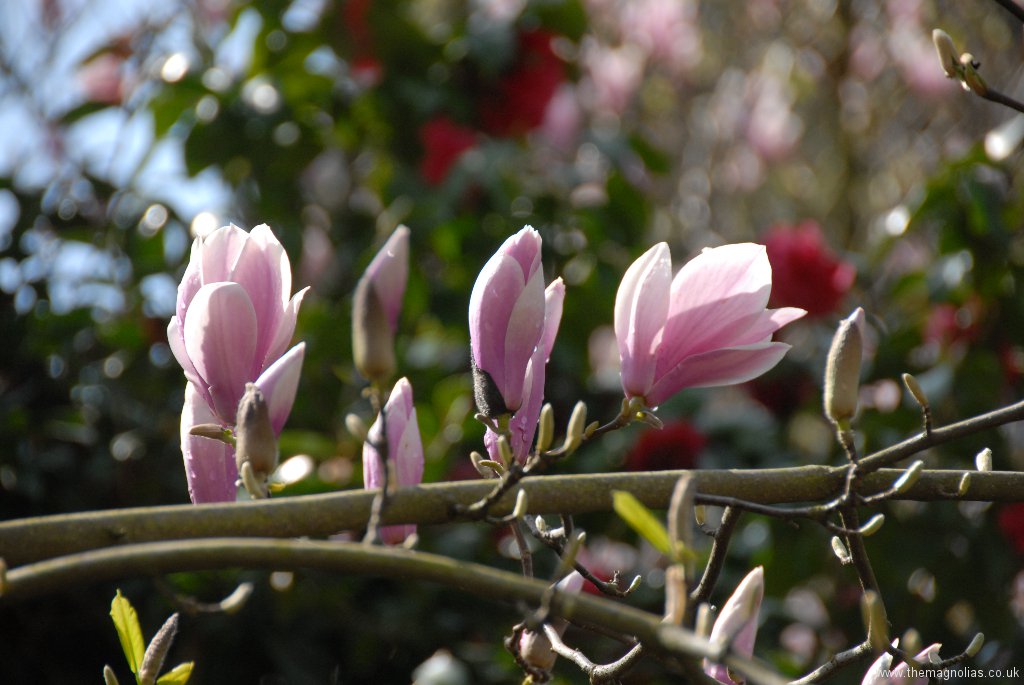 Magnolia x soulangeana 'Rose Superb'