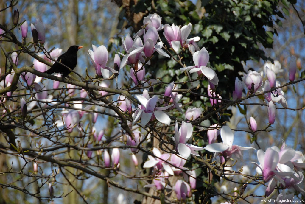 Magnolia x soulangeana 'Rose Superb'
