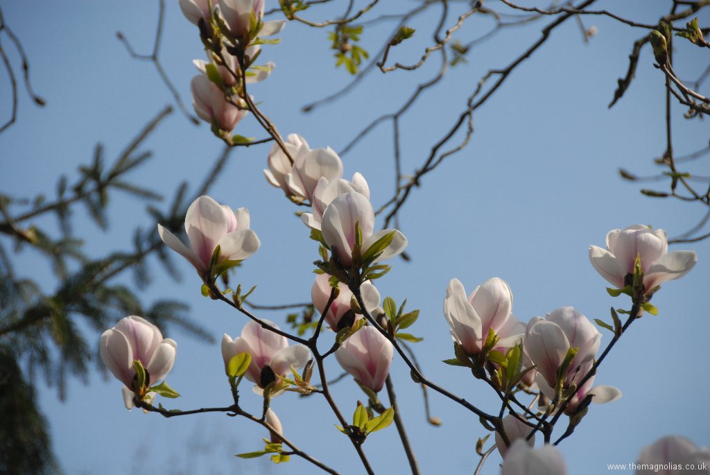 Magnolia x soulangeana 'San Jose'
