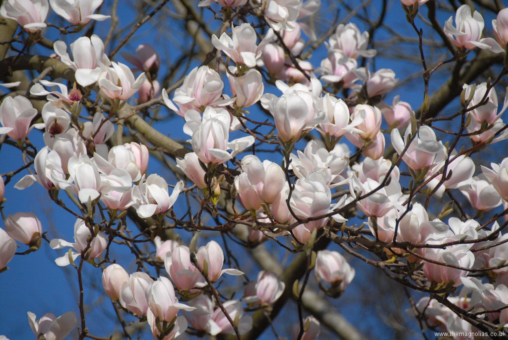 Magnolia x vietchii 'Isca'