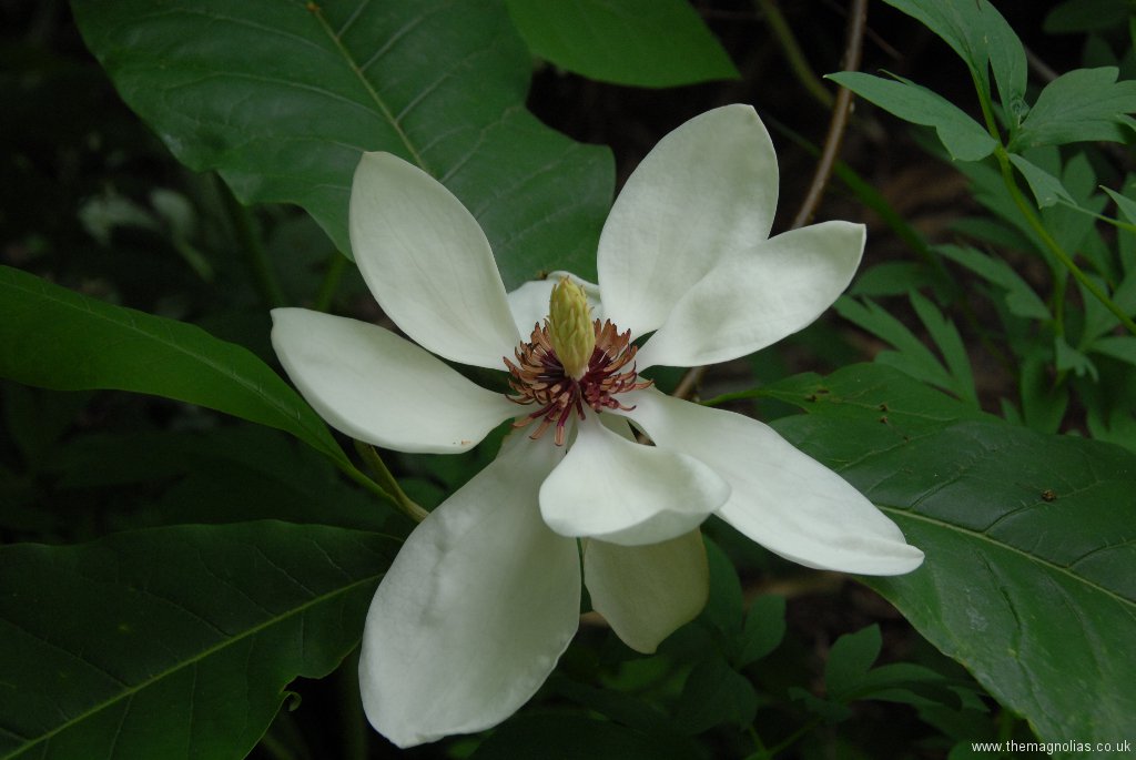 Magnolia x weisneri 'Aashild Kalleberg'
