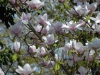 Magnolia \'Athene\'