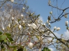 Magnolia from a cutting from Warley Place (denudata?)