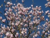 Magnolia \'Peppermint Stick\'