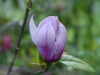 Magnolia \'Serene\'