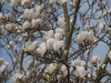Magnolia x soulangeana 'Brozonii'