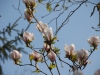 Magnolia x soulangeana 'San Jose'