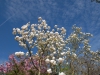 Magnolias View
