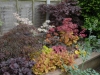 Sleeper Bed with Japanese Maples And Heuchera