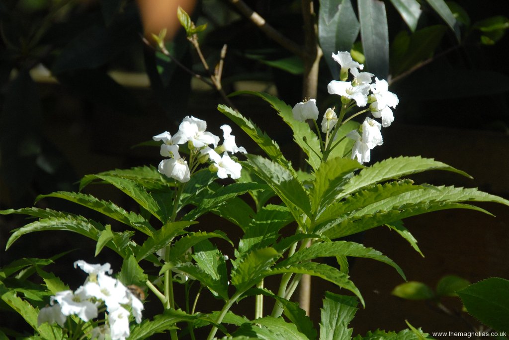 Cardamine heterophylla