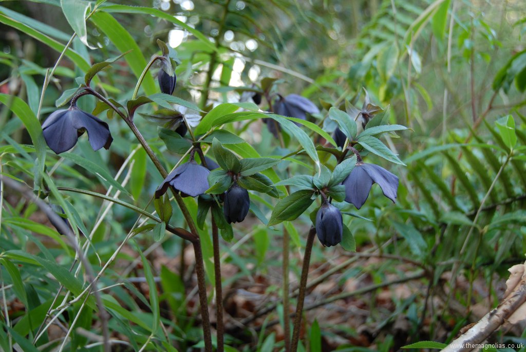 Helleborus orientalis slaty blue-black