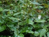 Beesia calthifolia