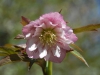 Helleborus orientalis double warm pink