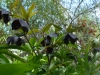 Helleborus orientalis black