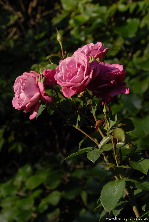 Rosa 'Romeo and Juliet'