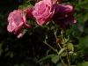 Rosa 'Romeo and Juliet'