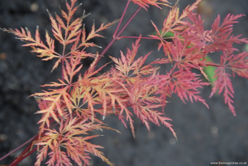 Acer-palmatum 'Emerald Lace' autumn colour