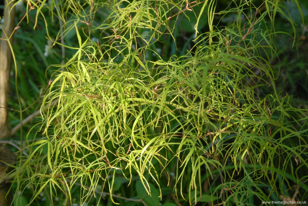 Acer palmatum 'Linearlobum'