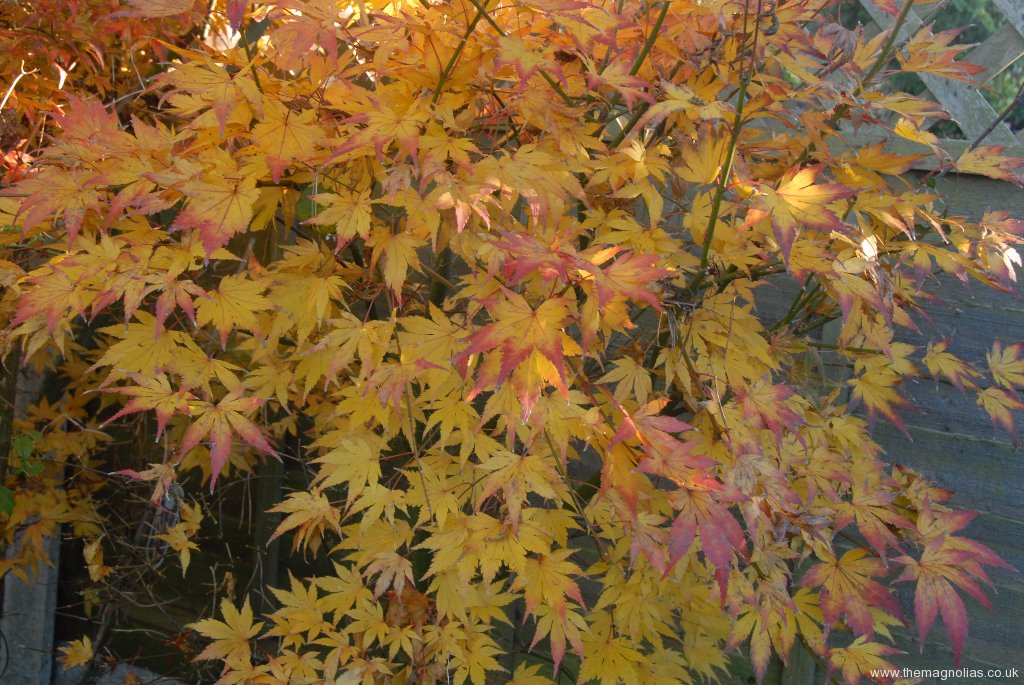 Acer Palmatum 'Orange 'Dream' autumn colour