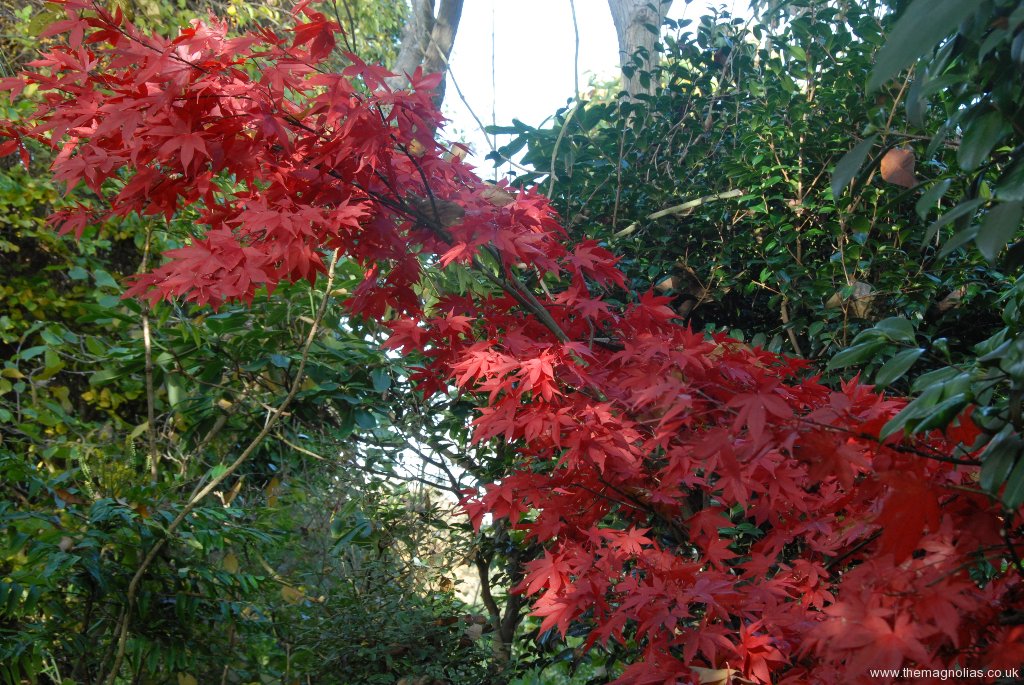 Acer palmatum 'Osakazuki' autumn colour