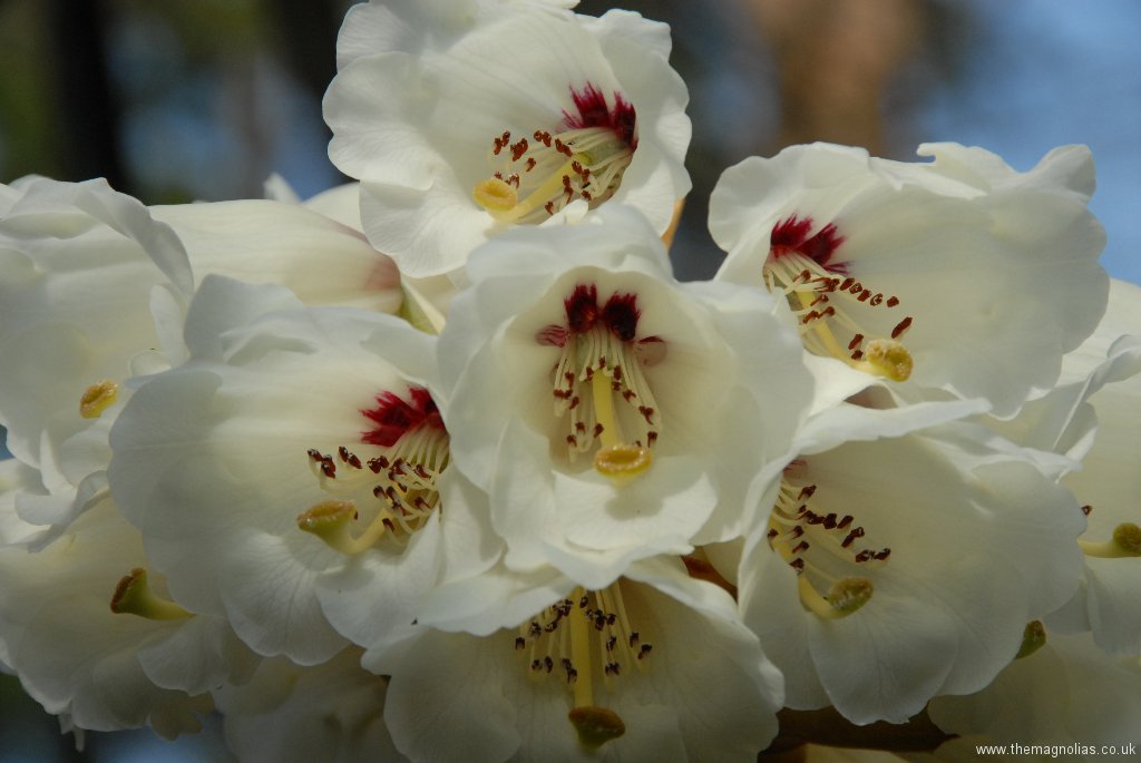 Rhododendron macabeanum close-up