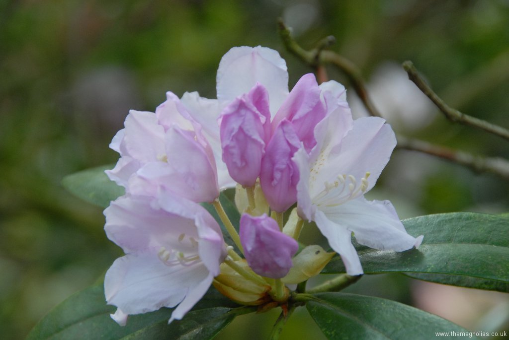 Rhododendron \'Hoppy\' (yak.)