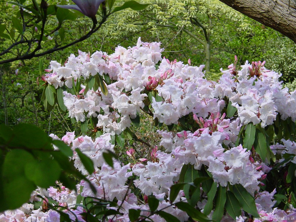 Rhododendron Loderi Group \'Fairyland\'