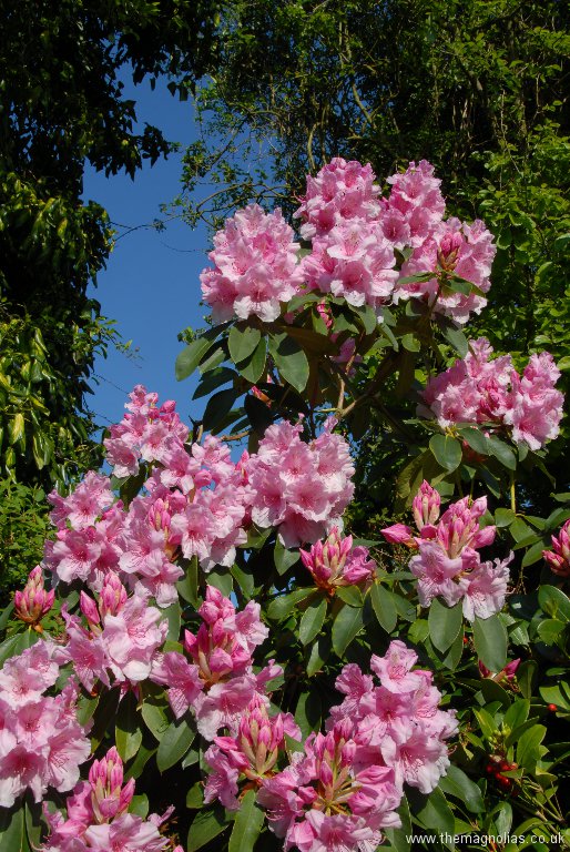 Rhododendron \'Pink Pearl\'