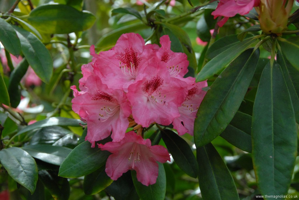 Rhododendron \'Sneezy\' (yak.)