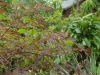 Acer palmatum 'Crippsii'