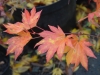 Acer palmatum 'Omurayama' autumn colour